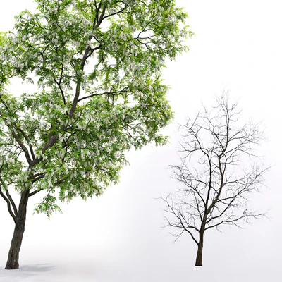 White Acacia | Robinia Pseudoacacia # 3 (14.6m) — Ver 3