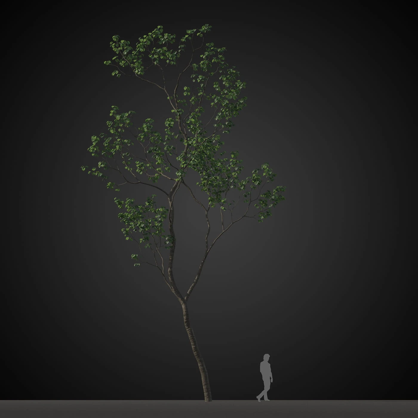 trees 011 — Descargar