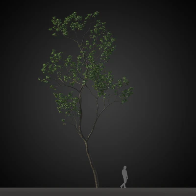 trees 011 — Descargar