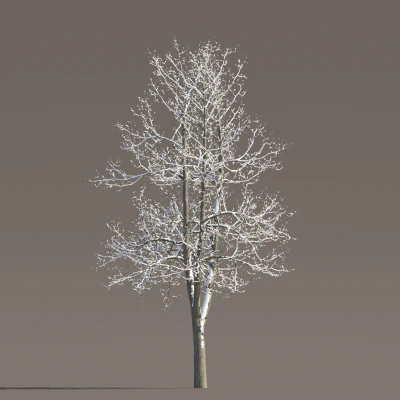 067 winter — Descargar