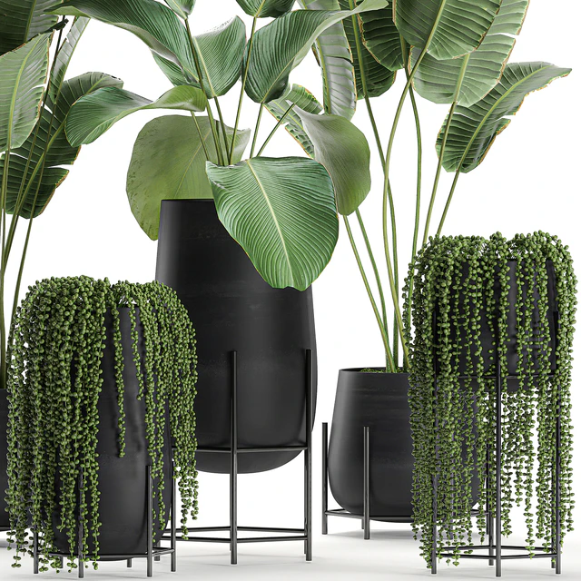 A collection of hanging plants in black pots on legs with Banana palm, Calathea lutea, Strelitzia, Krestovnik, succulents. Set 700. — Descargar