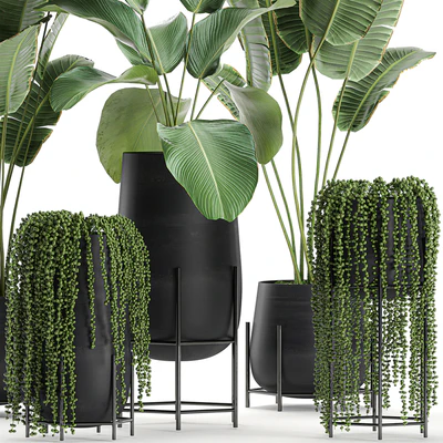 A collection of hanging plants in black pots on legs with Banana palm, Calathea lutea, Strelitzia, Krestovnik, succulents. Set 700. — Ver 4