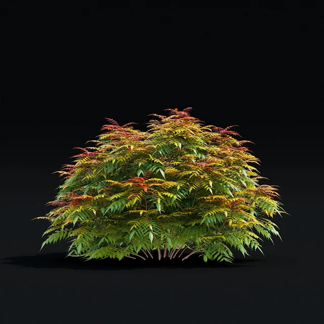 Рябинник рябинолистный кусты | Sorbaria sorbifolia v3 — Скачать