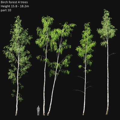 Birch — Вид 1
