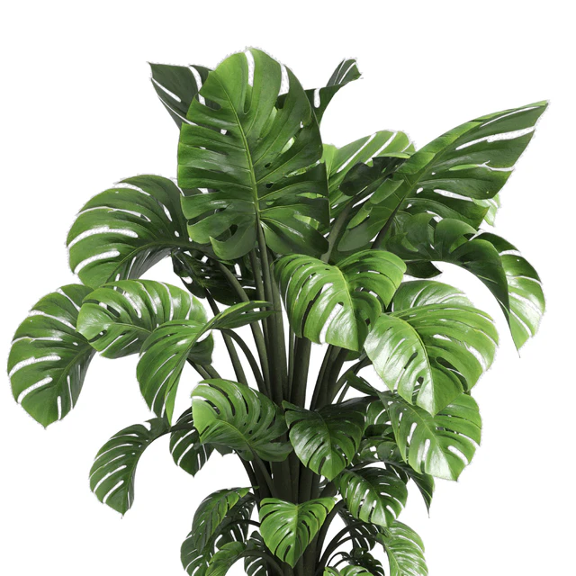 Indoor plant 89 wood vase pot plant monstera — Скачать