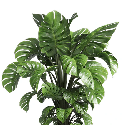 Indoor plant 89 wood vase pot plant monstera — Вид 2