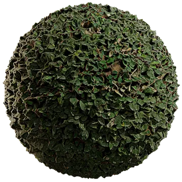 creeping fig 009 — Скачать