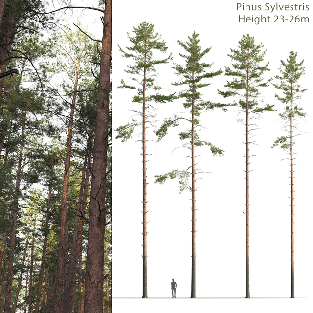 Pine — Скачать