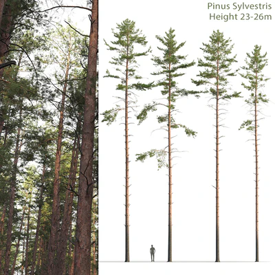 Pine — Вид 1