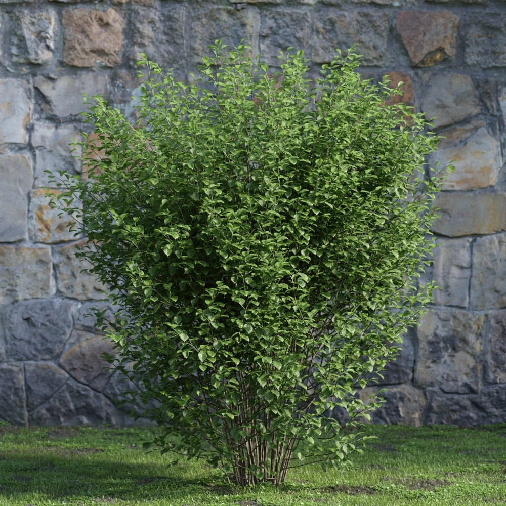 plants and bushes 032 — Скачать