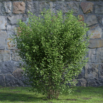 plants and bushes 032 — Скачать