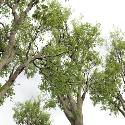 New Plant High detail Angel Oak Live Tree — Вид 3