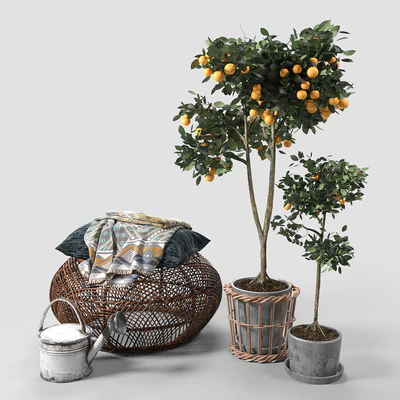 Orange Trees set 03 — Вид 1