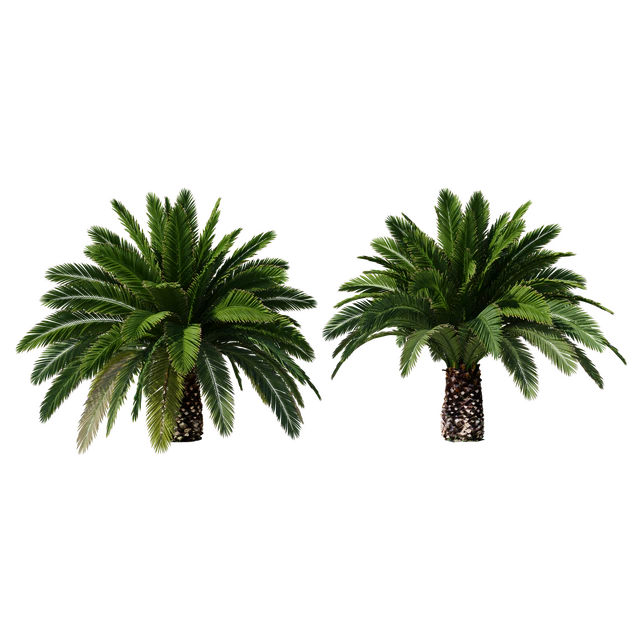 Canarian date Phoenix Canariensis V5 February+December — Descargar