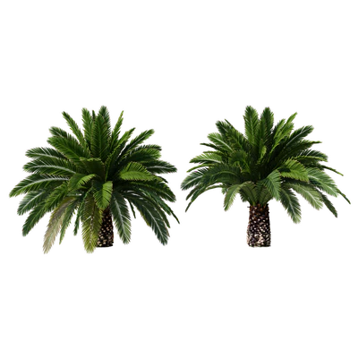 Canarian date Phoenix Canariensis V5 February+December — Ver 2