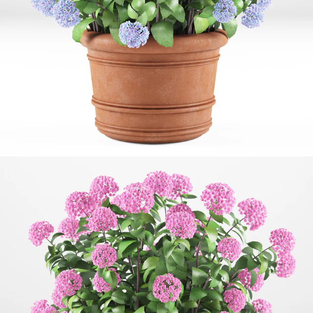Hortense in a plant | Hydrangea macrophylla — Download