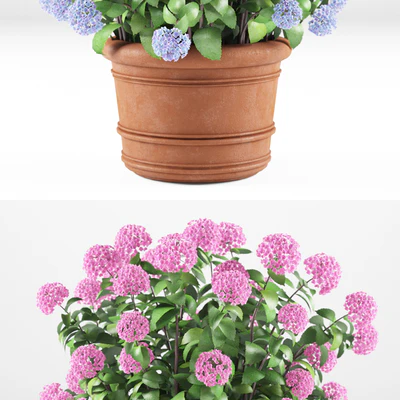 Hortense in a plant | Hydrangea macrophylla — View 2