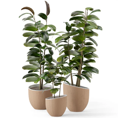 Indoor Plants in rusty Concrete Pot - Set 692 — Вид 4