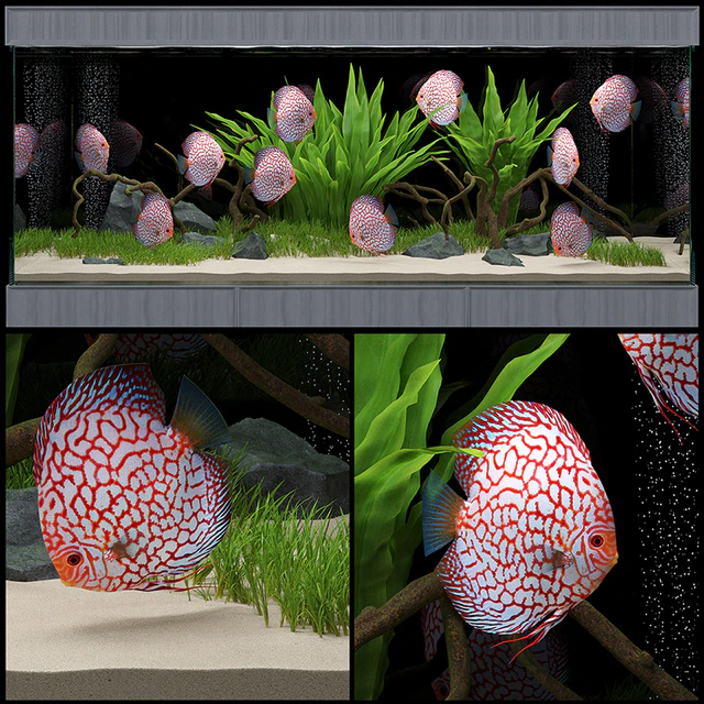 Aquarium — Скачать