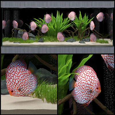 Aquarium — Вид 1