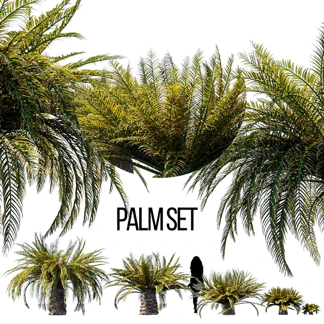 Sago palm — Скачать