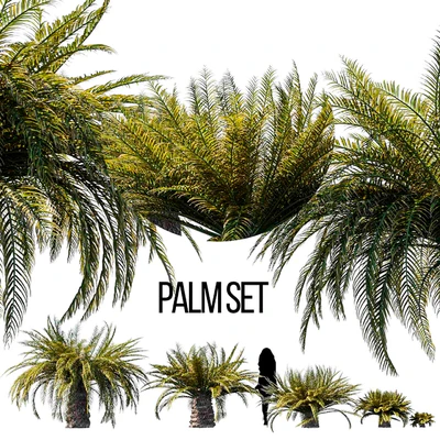 Sago palm — Скачать
