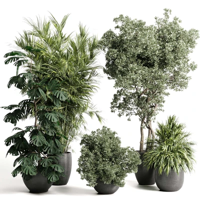 indoor plant set 452 plant bush monstera tree vase dirty concrete — Вид 1
