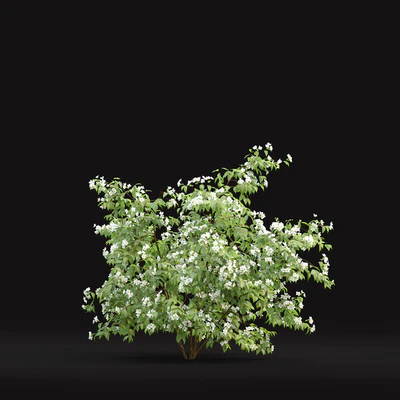 Philadelphus — Ver 3