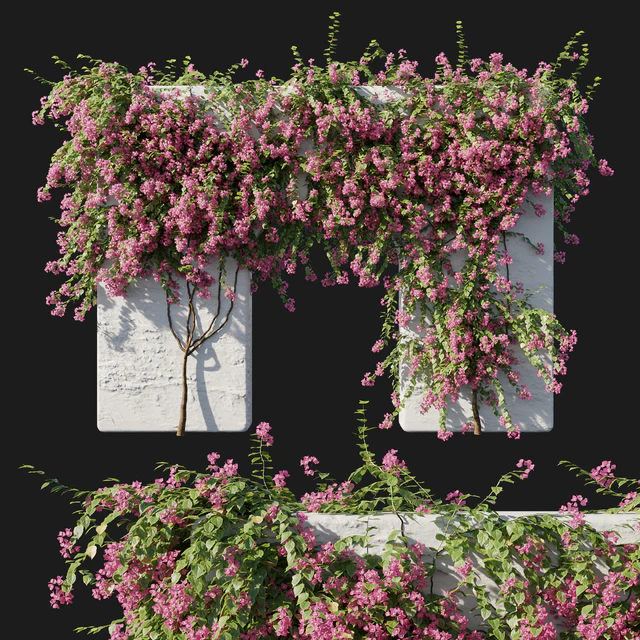 Bougainvillea 02 — Скачать