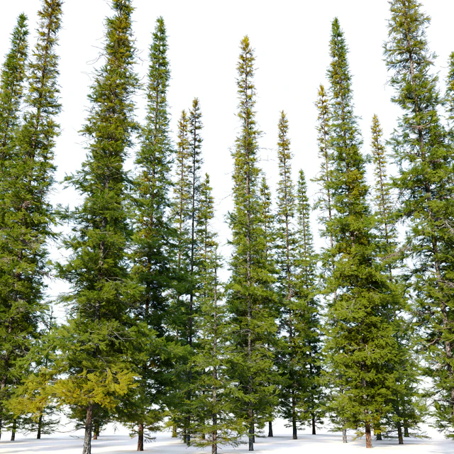 Fir tree 04 — Скачать