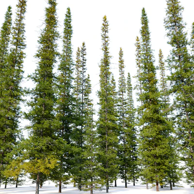 Fir tree 04 — Вид 3