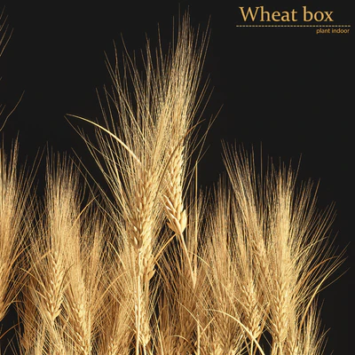 Wheat Box — Вид 2