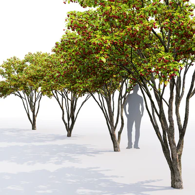 Malus fruit tree # 3 — Ver 2