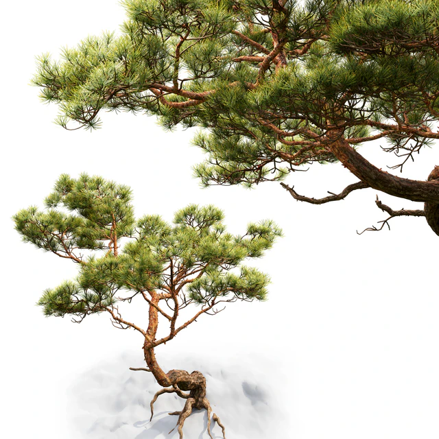Pine — Скачать
