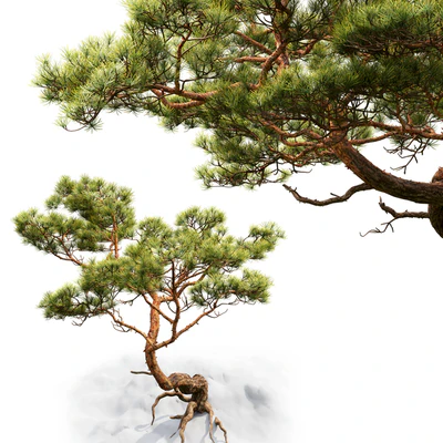 Pine — Вид 3