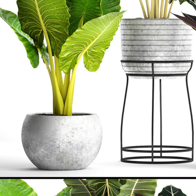 Collection of plants in pots 33. alocasia, concrete pot, flowerpot, small plants, flowers, flower stand, exotic — Ver 2