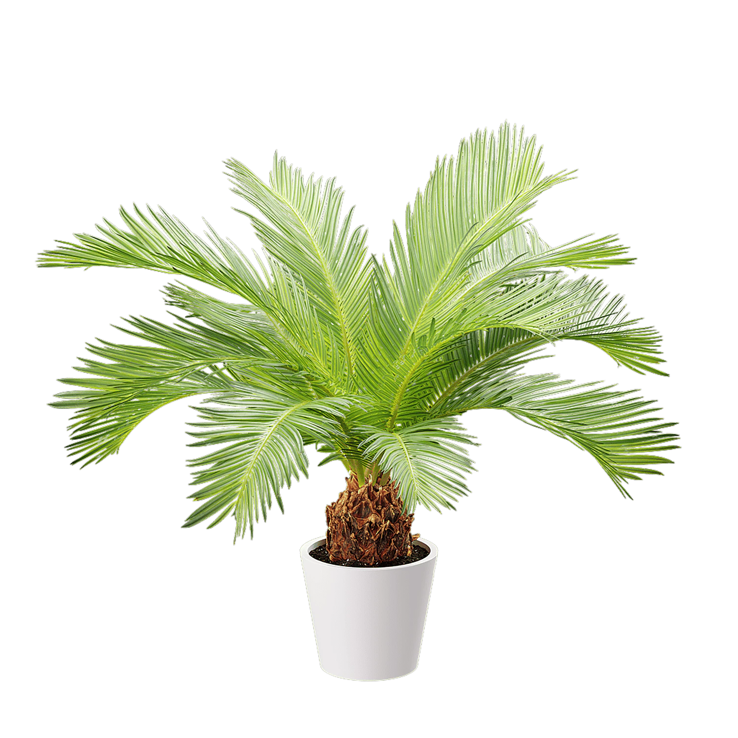 plant palm sago — Descargar