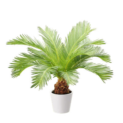 plant palm sago — Descargar