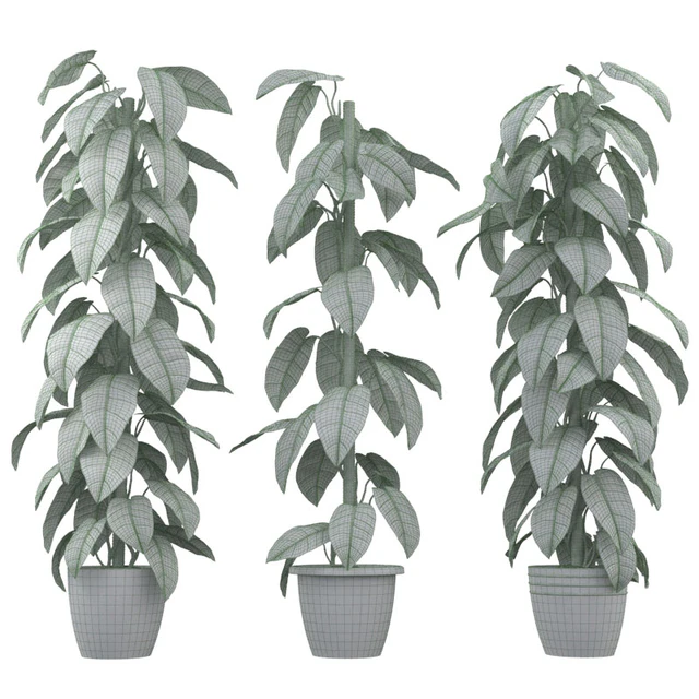 Philodendron — Descargar