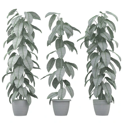 Philodendron — Ver 2