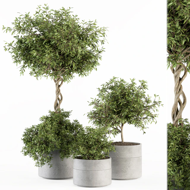 Outdoor Plant Set 241 - Plant in Pot Set — Descargar