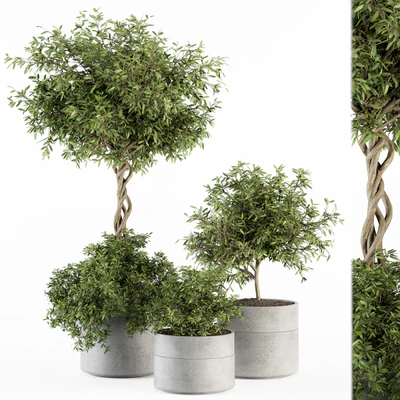 Outdoor Plant Set 241 - Plant in Pot Set — Ver 1