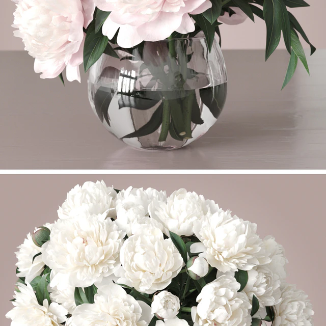 Peonies 2 — Descargar
