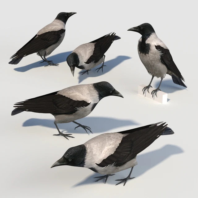 Hooded Crow (bird) — Скачать