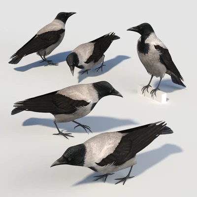 Hooded Crow (bird) — Вид 3