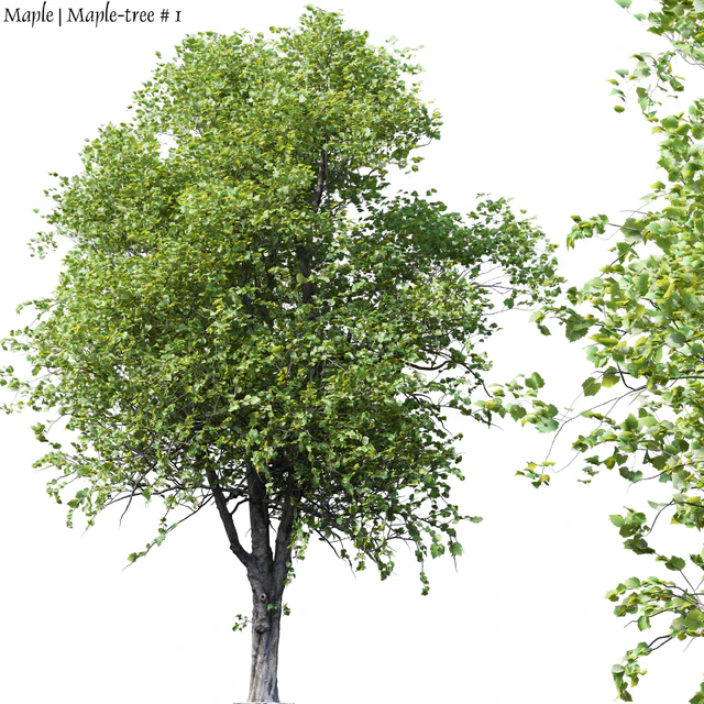 Maple | Maple-tree # 1 — Descargar