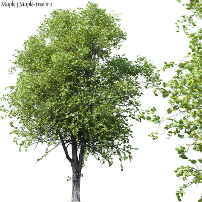 Maple | Maple-tree # 1 — Ver 1