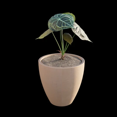 Anthurium clarinervium — Ver 3