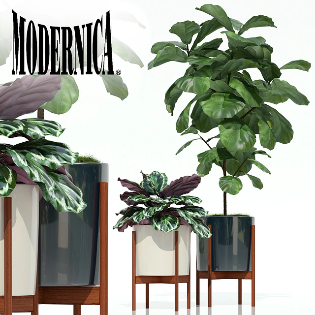 Plants collection 69 Modernica pots — Descargar