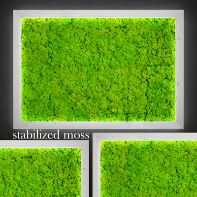 Stabilized moss. — Ver 1